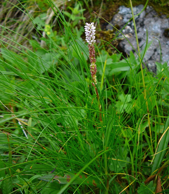 Knöllchen-Knöterich 9.7.2011 Allgäu Alpen Fellhorn 89
