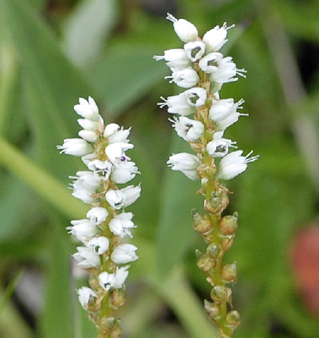 Knöllchen-Wiesenknöterich  (Bistorta vivipara)  087