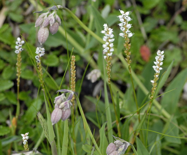 Knöllchen-Wiesenknöterich  (Bistorta vivipara) Allgäu Alpen Fellhorn NIKON 087