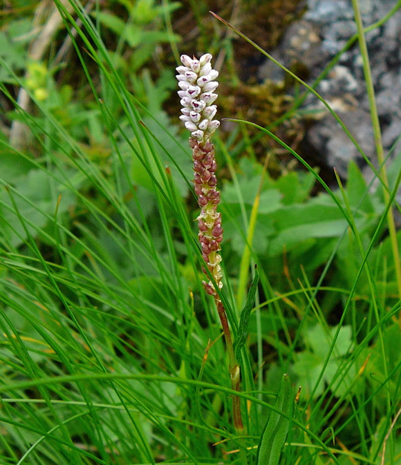 Knöllchen-Wiesenknöterich  9.7.2011  Allgäu Alpen Fellhorn 89a