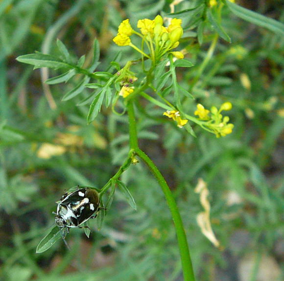 Kohlwanze, Eurydema oleracea Mai 2011 Viernheimer Wald Insekten 077