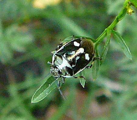 Kohlwanze, Eurydema oleracea Mai 2011 Viernheimer Wald Insekten 077a