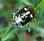 Kohlwanze 1 kl.