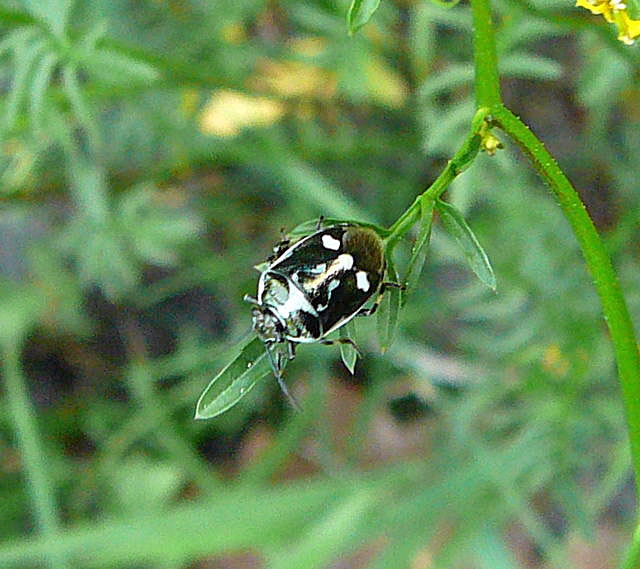Kohlwanze Mai 2011 Viernheimer Wald Insekten 077