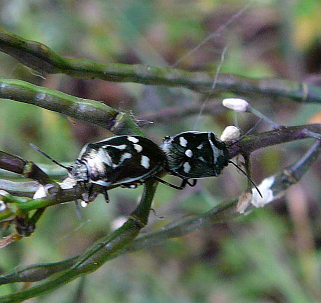 Kohlwanze Mai 2011 Viernheimer Wald Kfer 029