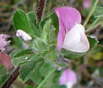 Kriechende Hauhechel (Ononis repens) kl. Kriechende Hauhechel (Ononis repens) kl.