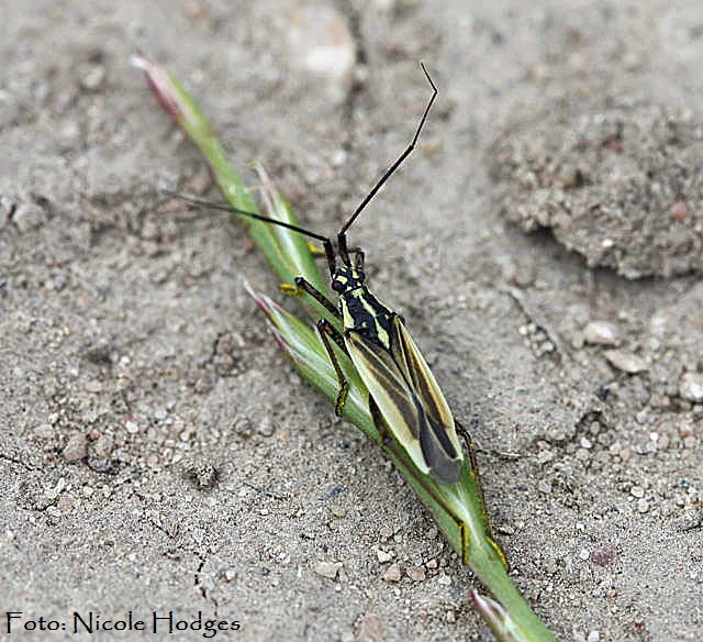 Langhaarige Dolchwanze (Leptopterna dolobrata).-FeldwegMlldeponienMargarithenfeld-01.06.09-1-N