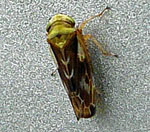 Marmor-Fichtenzirpe Pithyotettix abietinus kl.