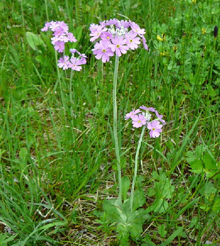 Mehlprimel (Primula farinosa) Mai 2012 2012 Alpen Ammergebirge, Grasnang 035