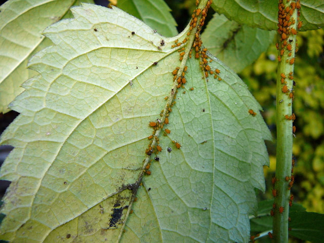 Oleanderblattlaus Aphis nerii Okt 2010 Blattluse orange 002