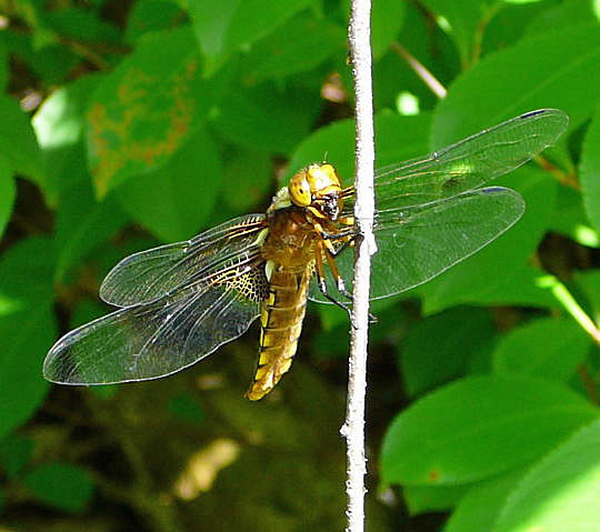 Plattbauch (Libellula depressa) Weibchen Juni 2008 Hirschkfer & Schotterwegbegehung Viernheimer Wald 057