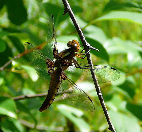 Plattbauch (Libellula depressa) Weibchen Juni 2008 Juni 2008 Hirschkfer & Schotterwegbegehung Viernheimer Wald 059