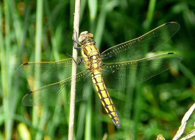 Plattbauch Libellula depressa Weibchen Libelle Juni 2008 Viernheimer Wald, Schotterpisten 072