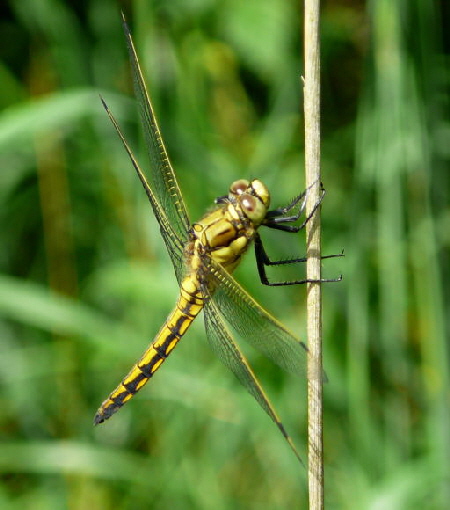 Plattbauch Libellula depressa Weibchen Libelle Juni 2008 Viernheimer Wald, Schotterpisten 074