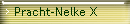 Pracht-Nelke X