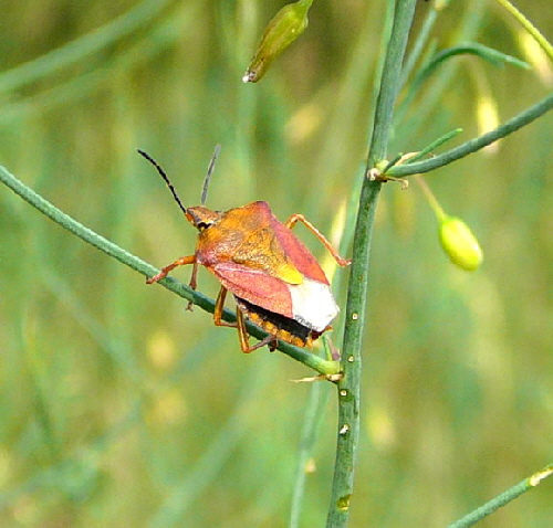 Purpur-Fruchtwanze Carpocoris purpureipennis Juni 2011 Mannheim Blumen und Httenfeld Insekten 028