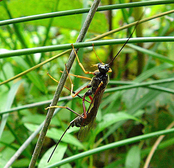 Riesenholzwespen-Schlupfwespe Coleocentrus cf. excitator Mai 2011 Viernheimer Heide großes Insekt 027