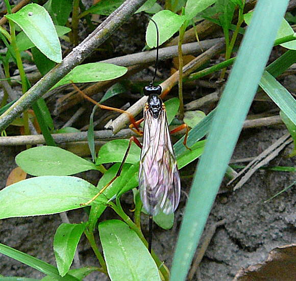 Riesenholzwespen-Schlupfwespe Coleocentrus cf. excitator Mai 2011 Viernheimer Heide großes Insekt 031