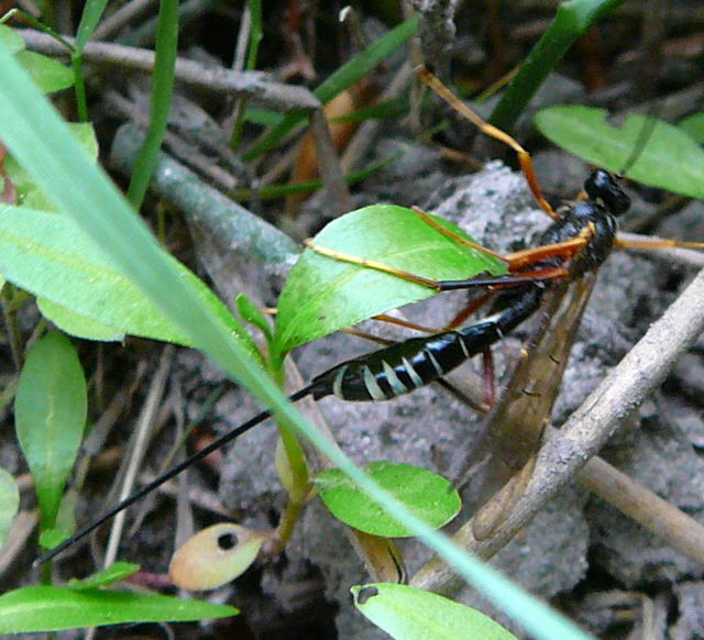 Riesenholzwespen-Schlupfwespe Coleocentrus cf. excitator Mai 2011 Viernheimer Heide großes Insekt 033