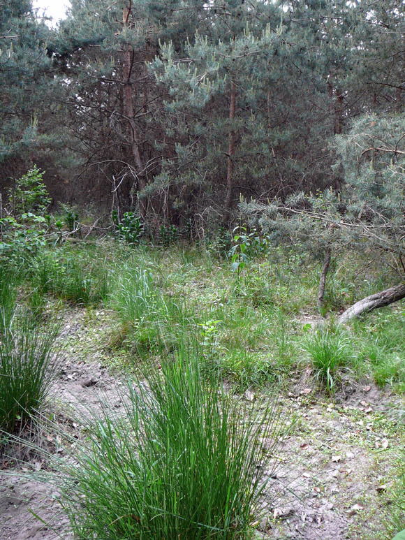Riesenholzwespen-Schlupfwespe Coleocentrus cf. excitator Mai 2011 Viernheimer Heide großes Insekt 034