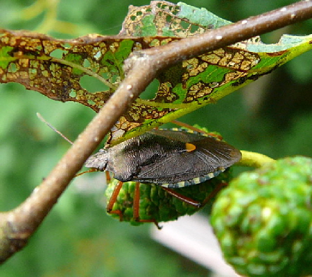 Rotbeinige Baumwanze (Pentatoma rufipes) Urlaub 2010 5.8.Fohlen, Lehntal vor Ostsee 044
