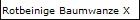 Rotbeinige Baumwanze X