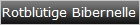 Rotbltige Bibernelle X