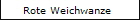 Rote Weichwanze