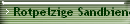 Rotpelzige Sandbiene
