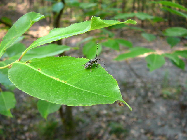Scheckenbock (Acanthoderes clavipes) Mai 2011 Viernheimer Wald westlich A67 025