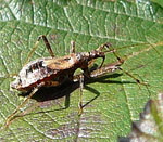 Sichelwanze 1 Himacerus apterus 2 kl.