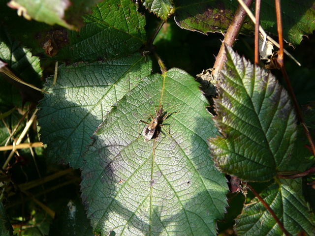 Sichelwanze 1 Himacerus apterus Okt 2010 Im Seefeld, Lorscher See 037
