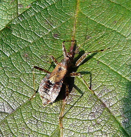 Sichelwanze 1 Himacerus apterus Okt 2010 Im Seefeld, Lorscher See 039