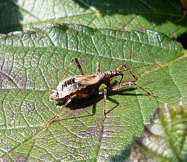 Sichelwanze 1 Himacerus apterus Okt 2010 Im Seefeld, Lorscher See 040