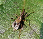 Sichelwanze 1 Himacerus apterus kl.