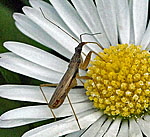 Sichelwanze 2 Nabis spec. kl.