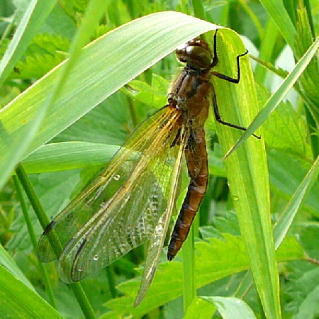 Spitzenfleck (Libellula fulva). Weibchen frisch geschlpft Mai 2010 Huett Insekten Graben hinter Friedhof 032a