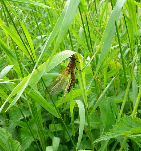 Spitzenfleck (Libellula fulva). Weibchen Rote Liste 1 stark gefhrdet Mai 2010 Huett Insekten Graben hinter Friedhof 032