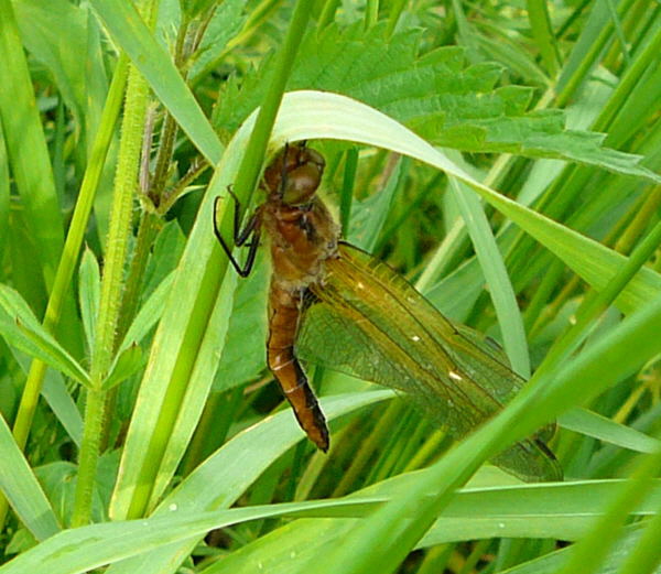 Spitzenfleck (Libellula fulva). Weibchen frisch geschlpft Mai 2010 Huett Insekten Graben hinter Friedhof 034