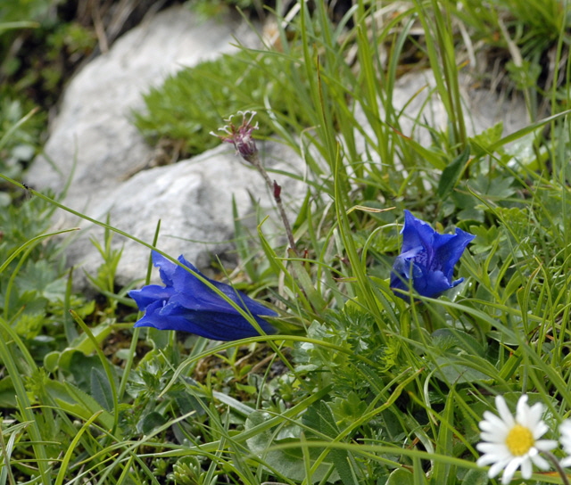 Stngelloser Kalk-Enzian (Gentiana clusii) 11.7.2011 Kreut Alm, Alpspitze Bergbahn NIKON 018