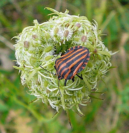 Streifenwanze (Graphosoma lineatum) 14.8.08_Die Lieps_Prillwitz_Fahrt nach Usedom 049