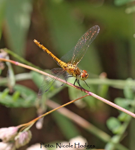 Sumpf-Heidelibelle Sympetrum depressiusculum-21.06.09-Httenfeld-amFriedhof-4-N