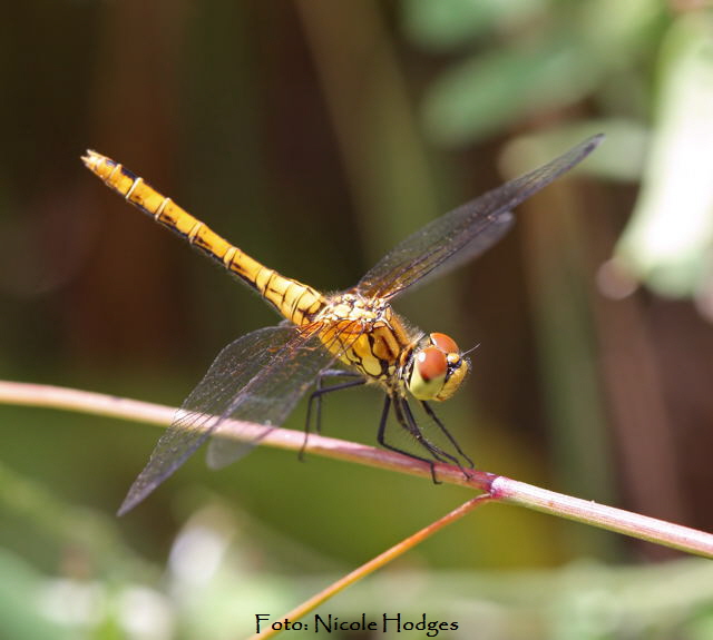 Sumpf-Heidelibelle Sympetrum depressiusculum-21.06.09-Httenfeld-amFriedhof-2-N
