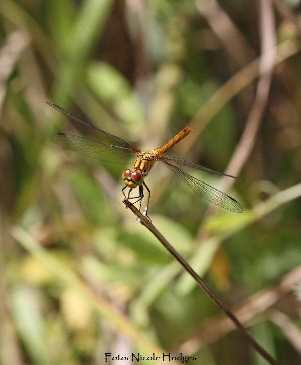 Sumpf-Heidelibelle Sympetrum depressiusculum-21.06.09-Httenfeld-amFriedhof-1-N