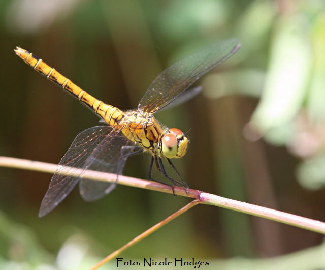 Sumpf-Heidelibelle Sympetrum depressiusculum-21.06.09-Httenfeld-amFriedhof-3-N