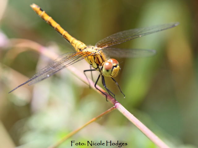 Sumpf-Heidelibelle Sympetrum depressiusculum-21.06.09-Httenfeld-amFriedhof-5-N
