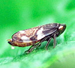 Wiesenschaumzikade, Philaenus spumarius f. quadrimaculata kl.
