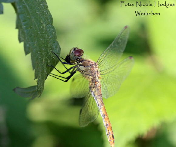 Blutrote Heidelibelle (Sympetrum sanguineum) Weibchen-30.08.09.Nahe Mlldeponie.Waldrand_N