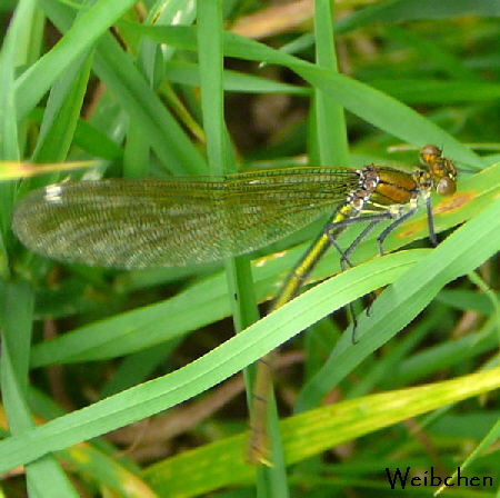 Gebänderte Prachtlibelle Calopteryx splendens Juni 09 Huett und Viernheimer Wald 066