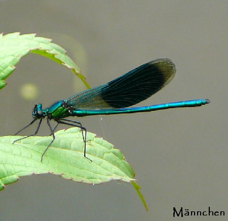 Gebänderte Prachtlibelle Calopteryx splendens Juni 09 Huett und Viernheimer Wald 081a